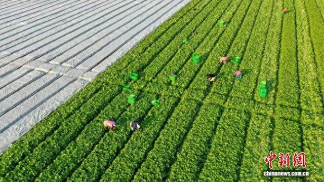 在湖南新田县东升农场，村民正在采收蔬菜。钟伟锋 摄