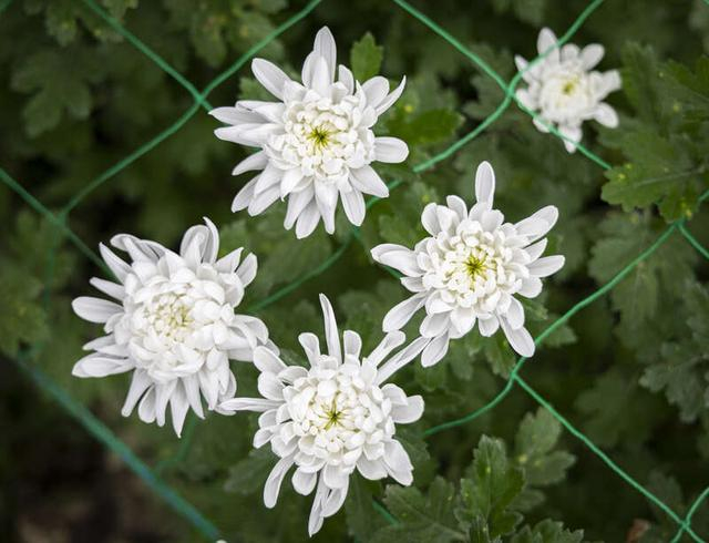 偏岩村菊花种植基地内，几株洁白的菊花花瓣层叠舒展，花蕊嫩黄点缀其间。 云南大学 李金轩/摄