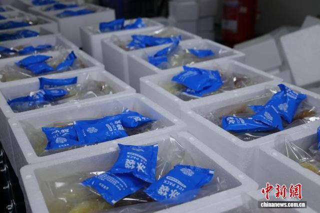 图为冰鲜螺蛳粉打包盒内放置冰袋后，冷链“鲜”达全国。林馨 摄