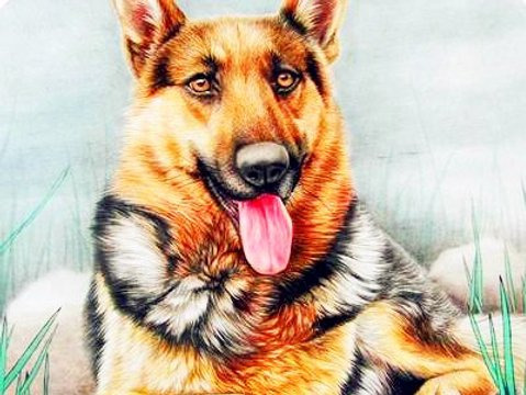 低调又聪明，福气运气双红火，新一年在赚钱方面顺风顺水的生肖