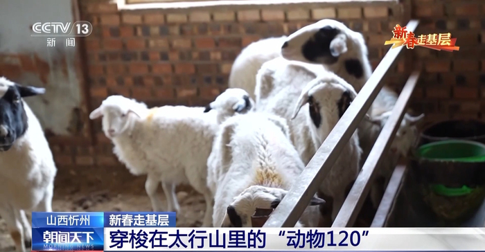 新春走基层丨穿梭在太行山里的“动物120” “照亮”养殖户们的生计