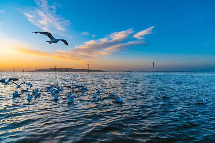青海湖环线夏季油菜花海与湖水交相辉映