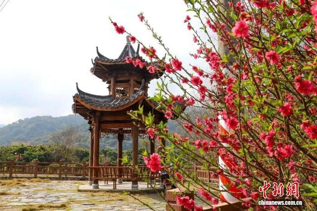 图为锦二村桃花盛开。 邝健华 摄