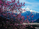 [转载]【实拍】西藏 · 走进雪域江南的桃花世界（组图32张）