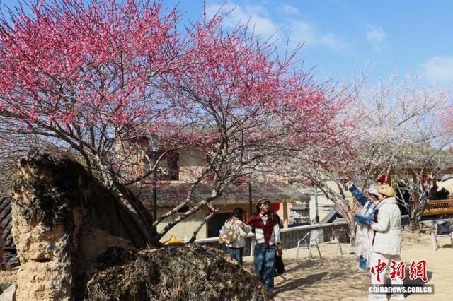 2月8日，游客在屏南县路下乡芳院村赏花拍照。中新网记者 叶茂 摄