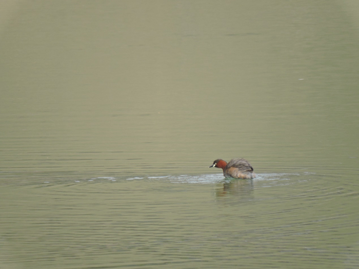 小鸊鷉。何雨珈 摄