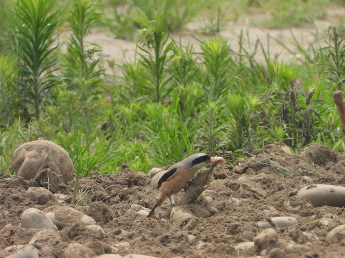 正在“撸串儿”的棕背伯劳。何雨珈 摄