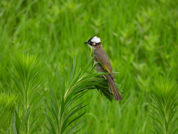 白头鹎。何雨珈 摄