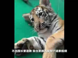 濮阳市中心动物园隐瞒小老虎死讯，用录屏冒充直播，欺骗粉丝打赏，官方通报：属实，园长被停职，责令饲养员公开道歉