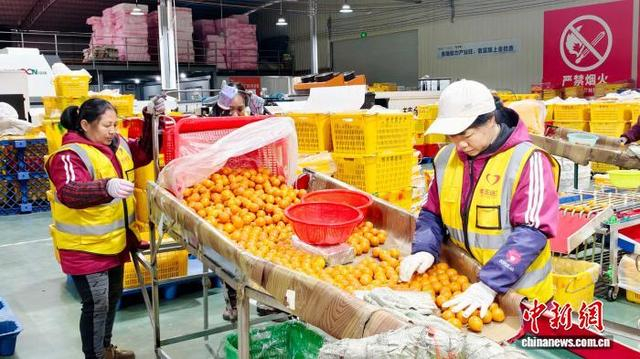 图为工人在分拣融安金桔，供应年货市场。谭凯兴 摄