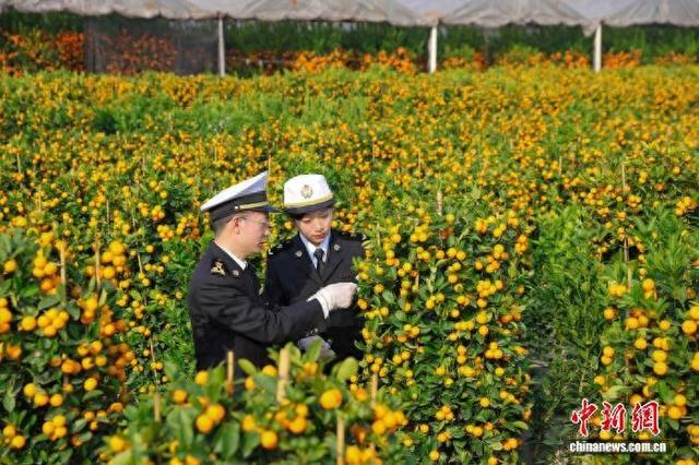 近日，广州海关所属佛山海关关员在顺德陈村镇蝴蝶兰种植基地对年桔进行检验检疫。广州海关 供图
