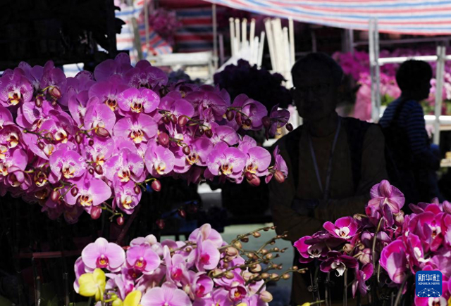 2月11日在香港维多利亚公园拍摄的年宵花市。新华社发（王申 摄）