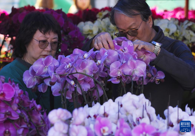 2月11日，在香港维多利亚公园，市民在购买年花。新华社发（王申 摄）