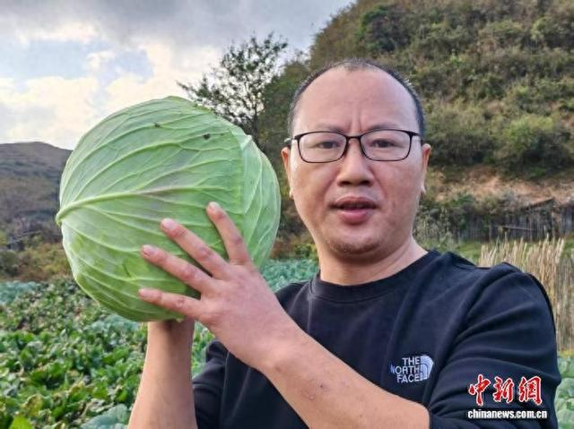 杨盛春种植的高山蔬菜。 肖丁勤 摄
