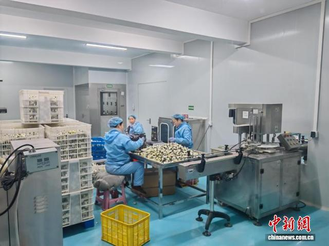 工人们制作白首乌产品。谷华 摄