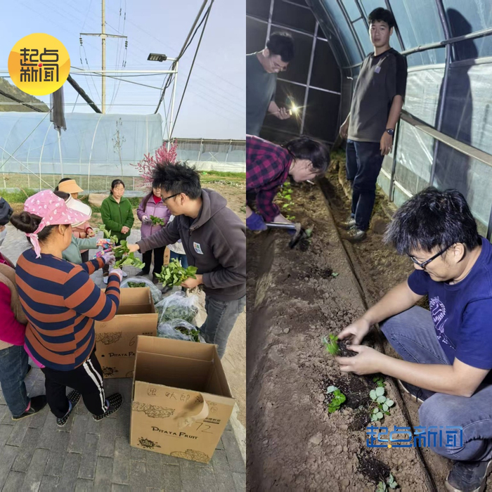 新加坡国立大学博士、新果首席科学家鲍晟杰指导草莓种植