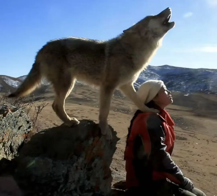 那只走红全中国的草原狼格林，留下被网暴的李微漪