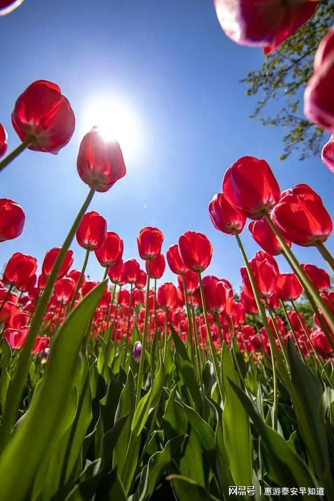 来源：网易山东