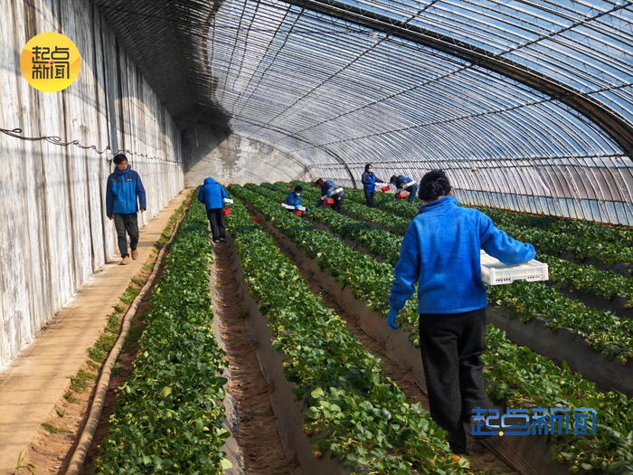 蔚涞农光农业公司工人们正在采摘草莓