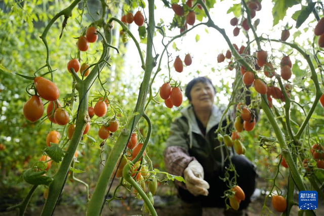 1月15日，河北省滦州市一家现代农业产业园的员工在大棚内采摘樱桃西红柿。图源：新华社