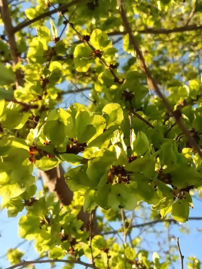 每天认识一种植物——榆树 - 关注森林|榆钱|榆科|树皮|绿荫|捣敷_新浪新闻