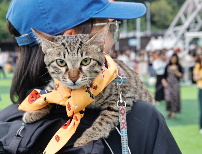 资料图。广州日报新花城记者 高鹤涛 摄