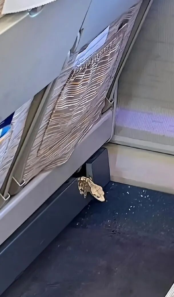 ▲车厢内出现蜥蜴。图/短视频平台视频截图