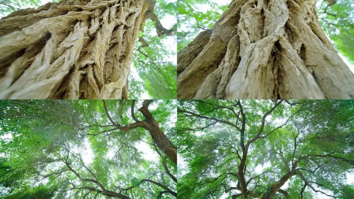 每天认识一种植物——榆树 - 关注森林|榆钱|榆科|树皮|绿荫|捣敷_新浪新闻