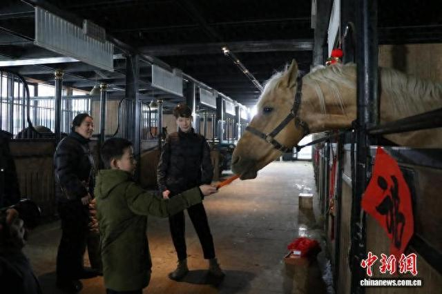 游客给汗血马喂胡萝卜。苟继鹏 摄