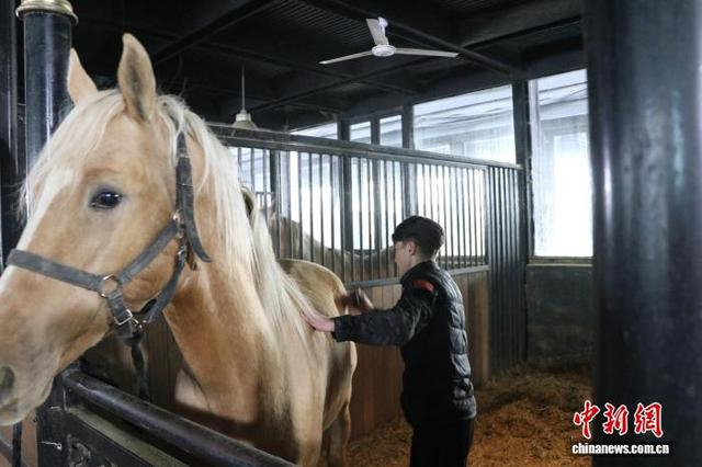 阿克力别克·角力都巴依给马梳理鬃毛。苟继鹏 摄