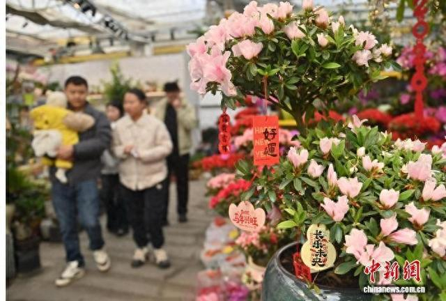 资料图：吉林长春，市民选购年宵花。中新社记者 张瑶 摄