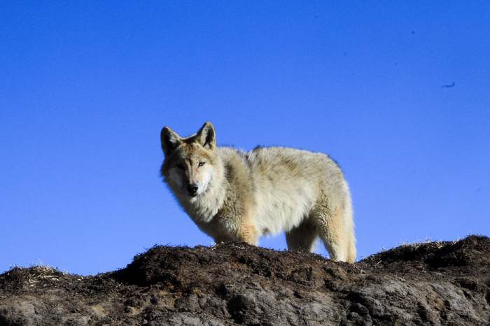 《重返·狼群》剧照