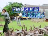 赵小棠综艺抓鹅