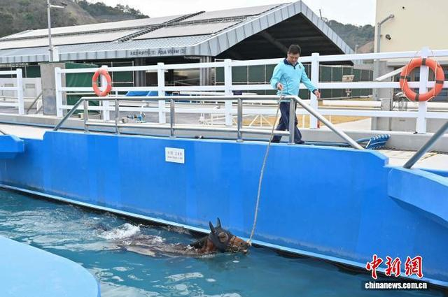 香港赛马会从化马场内，赛马在游泳。记者 陈楚红 摄