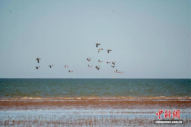 2月18日，在东营黄河口生态旅游区，一群翘鼻麻鸭在滩涂湿地上空飞翔。任明杰 摄