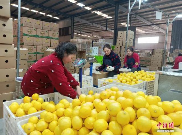 柠檬企业工人分拣鲜果。安岳县委宣传部供图