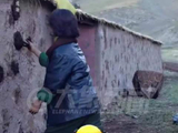 牛粪不仅能保温还能当燃料 杨紫《生命树》晒牛粪背后的高原智慧
