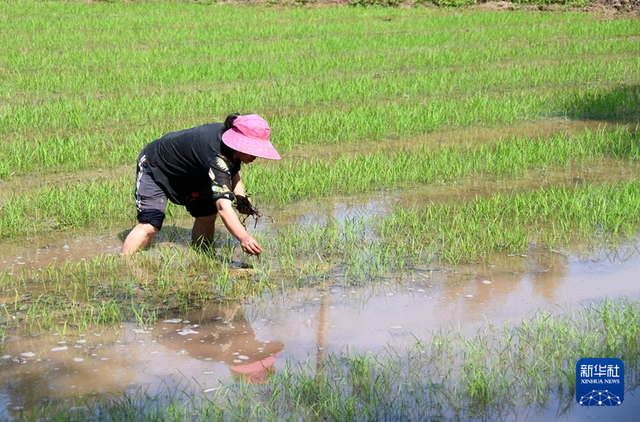 一名村民正在清除杂草 资料图：新华社 