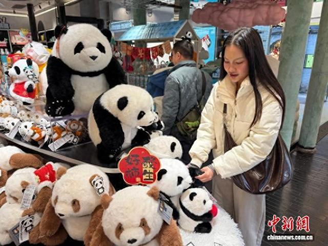 图为拉蒂坎在成都选购大熊猫玩偶作为纪念品。记者 岳依桐 摄