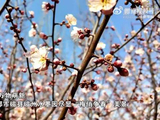 分享美景！梅花俏立枝头暗香浮动