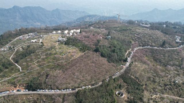 大年初六，赏花车辆在大坪山盘山路上排起长龙。 本文图片均由澎湃新闻记者 胥辉 摄