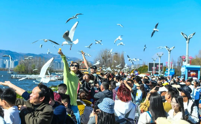 海埂大坝观鸥人潮涌动。