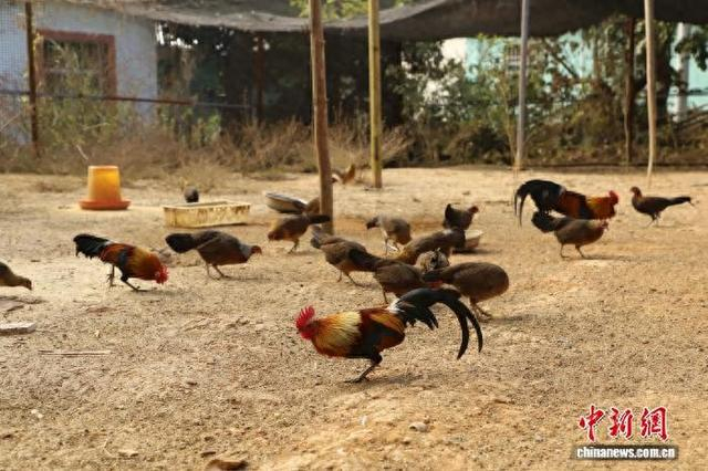 岩板在云南瑞丽弄贤村养殖的观赏鸡。德宏州融媒体中心 供图