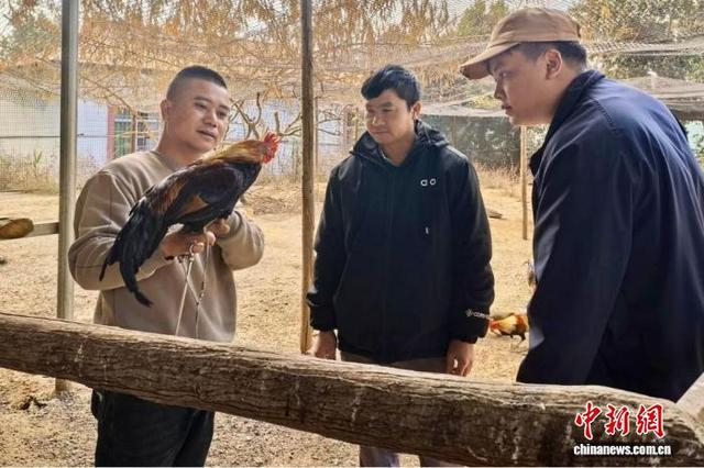 岩板与村民们交流养殖观赏鸡的经验。 德宏州融媒体中心 供图