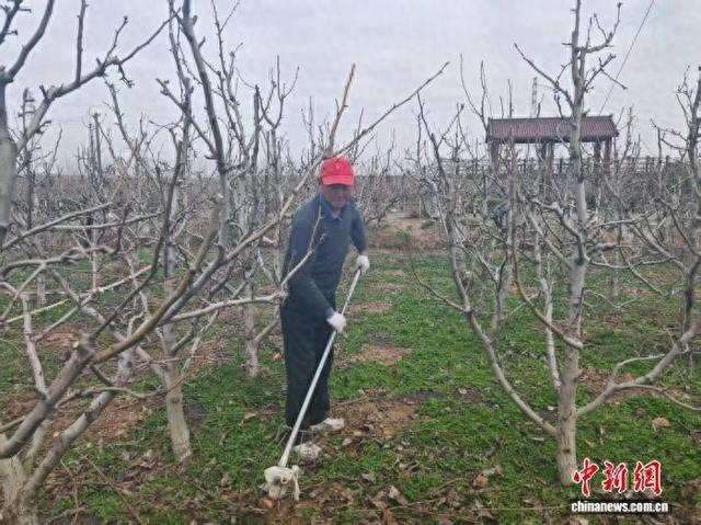 曹满进在梨园整理修剪下的梨树枝。谷华 摄