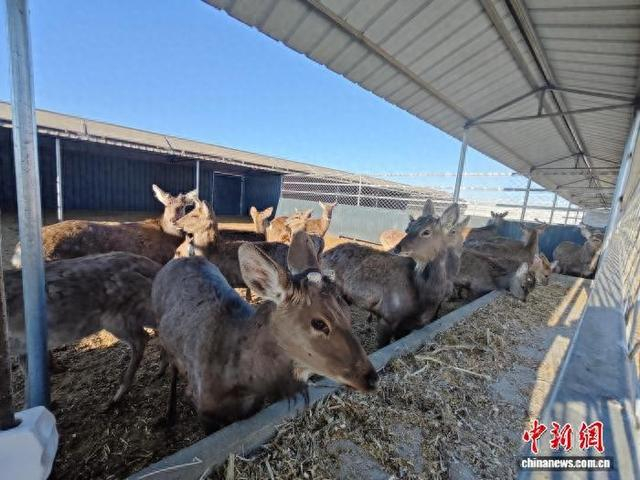 齐齐哈尔市梅里斯达斡尔族区达呼店镇阿拉达斡尔族村的梅花鹿养殖示范基地。赵明月 摄