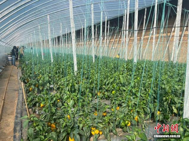 在王家圪倒村村集体彩椒大棚内，一串串色泽金黄、果肉饱满的黄椒挂满枝头。王浩东摄