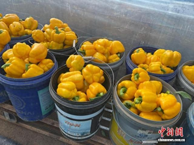 王家圪倒村立足自身资源优势，深耕特色种植产业。宋建敏摄