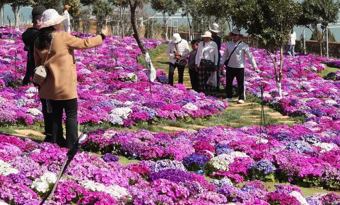 游人在云海花田瓜叶菊花海打卡拍照。