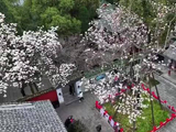 陕西400岁古旱莲盛开，马嘉祺献唱共赏